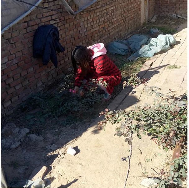 鑺辨埧濮戝澶氳倝閰嶅湡,鑺辨埧濮戝鐜夐湶澶氳倝