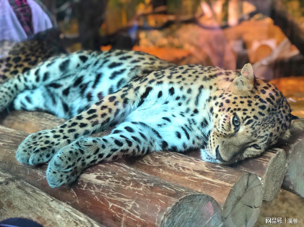 广州长隆游玩超详细亲子游攻略,史上最完整的广州长隆亲子游攻略