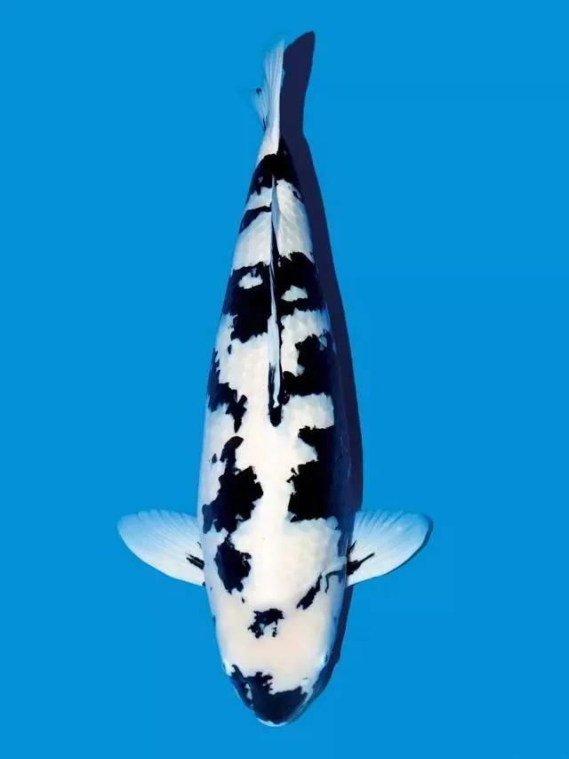 锦鲤的十三个大类名字叫什么,锦鲤十三鳞