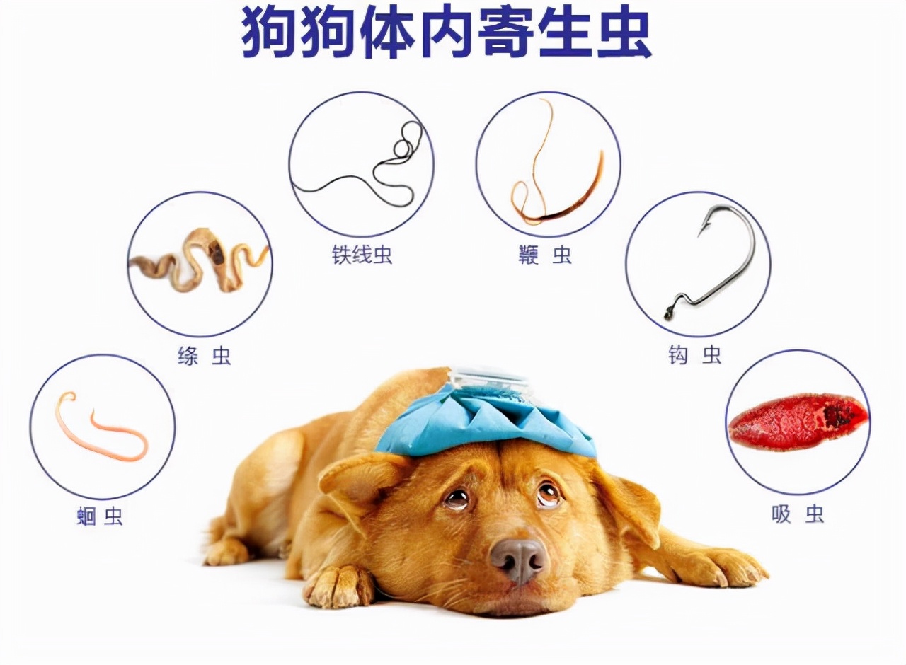 怎样知道狗狗身上有虫子,怎么能知道狗狗身上有虫
