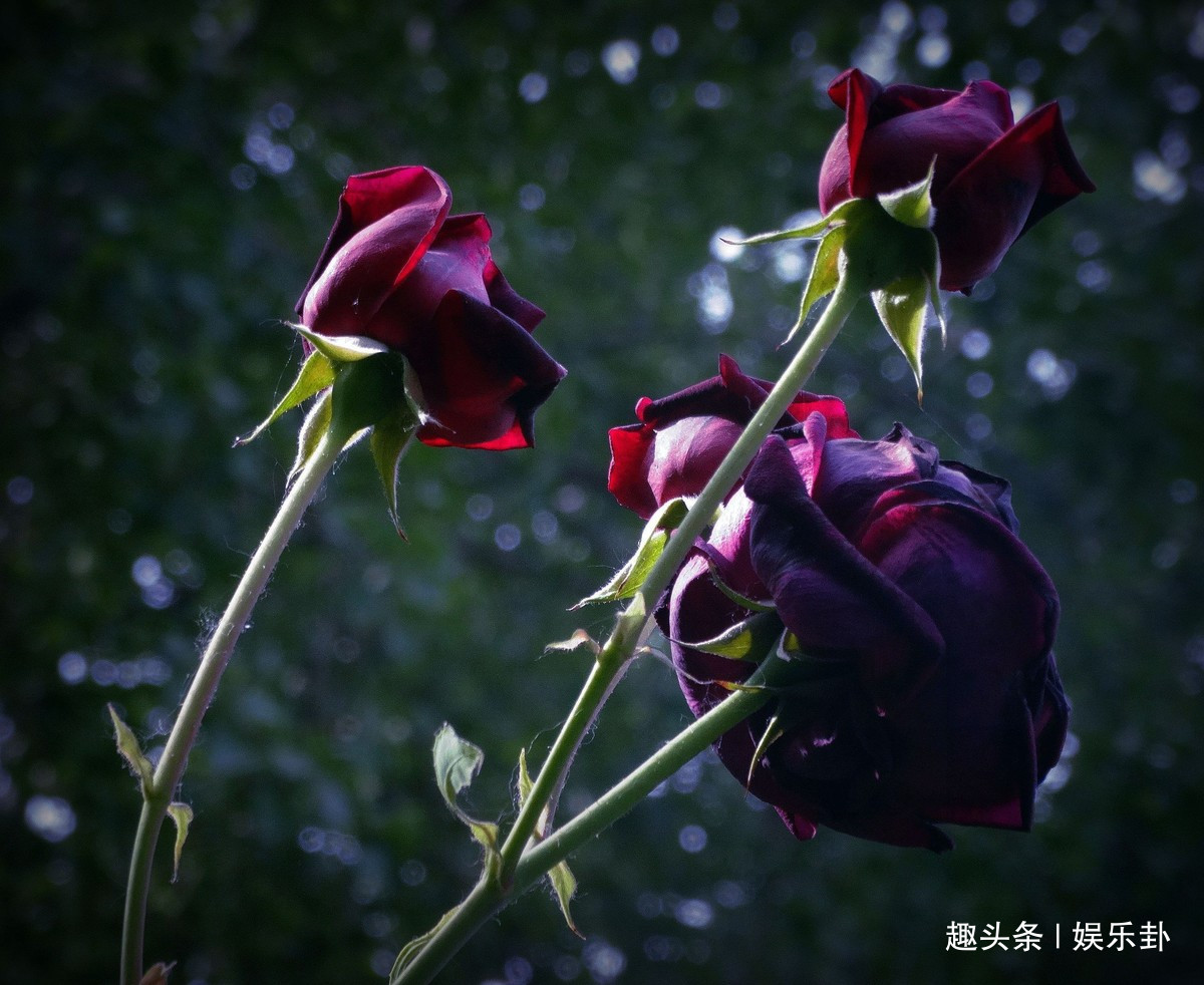 此花花色繁多有淡香味易养易成活,此花花形独特而优雅