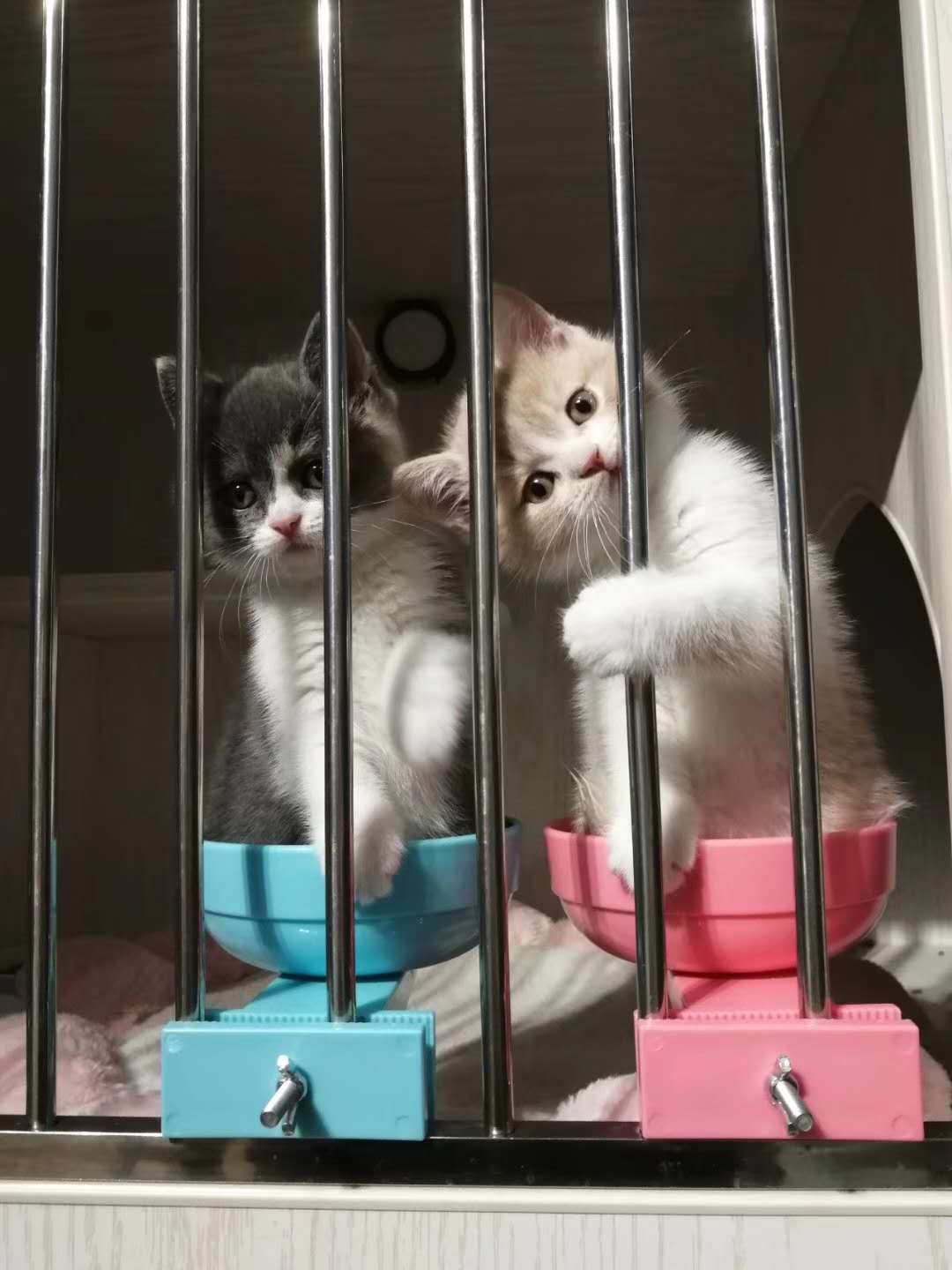 新兴职业时间自由收入又高？来看看一位90后猫舍店主的真实经历