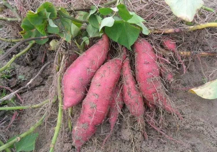 红薯发芽长叶可以往屋子里放吧,红薯发芽部分切下来能盆栽吗