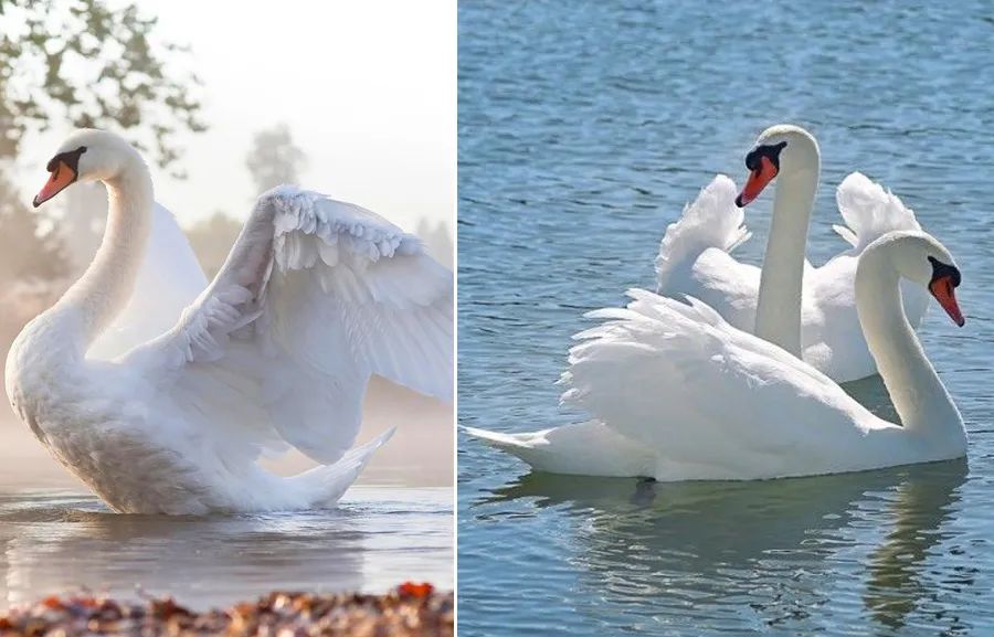 儿童画可爱的教程视频,儿童简单彩铅画天鹅画