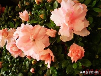 南方植物杜鹃,最容易养的植物杜鹃