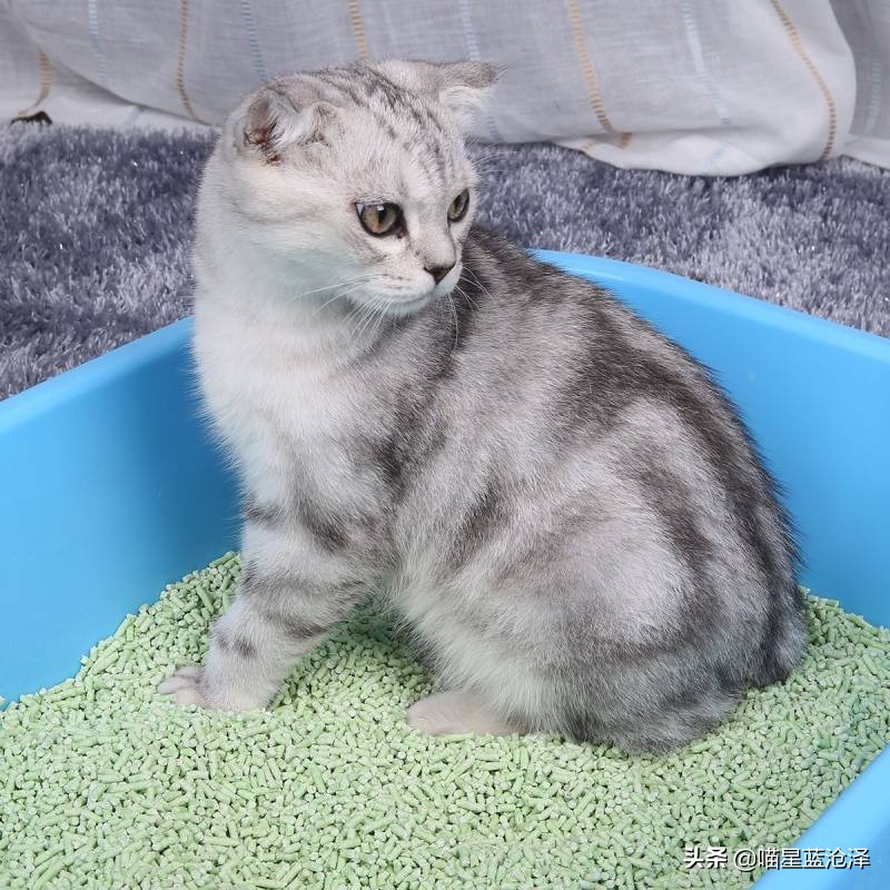 猫砂应该如何挑选好的品牌,猫砂到底该如何选择品牌