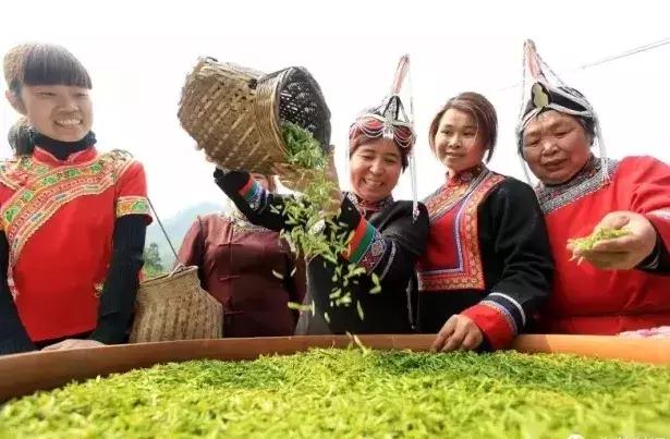 白毫银针生长过程,几百年的白毫银针