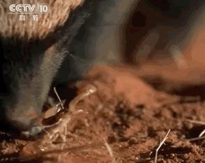 平头哥蜜獾照片,蜜獾平头哥动物科普