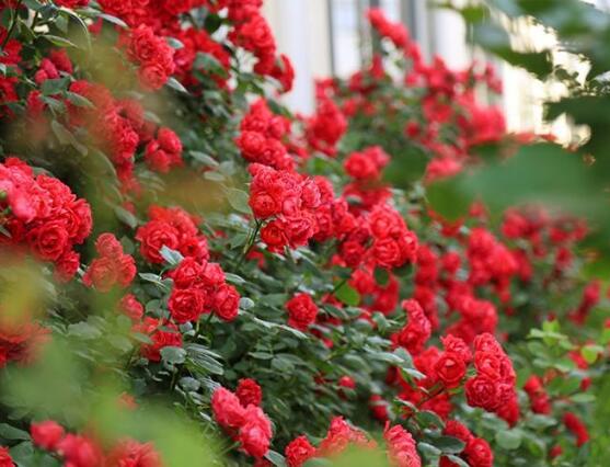 蔷薇花叶子发黄是什么原因,蔷薇花叶子发黄的解决方法