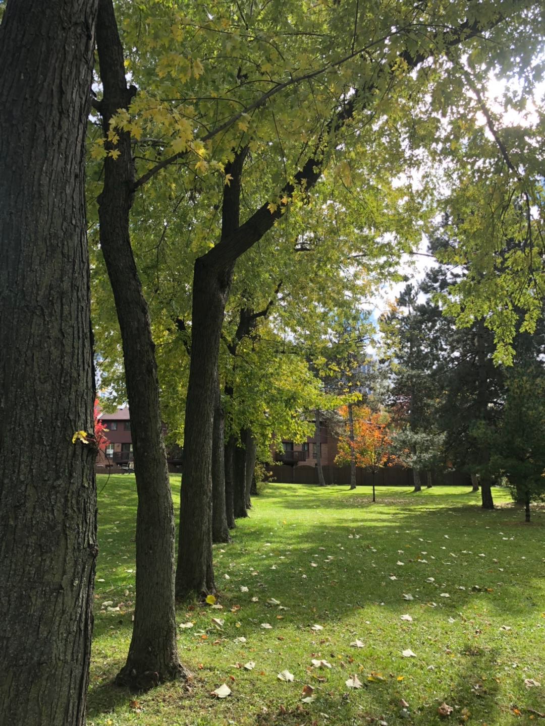 加拿大留学中介哪个靠谱,留学加拿大中介前十名