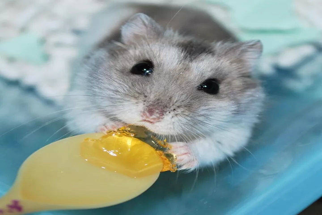 调皮仓鼠爱磨牙，化身磨粉机器，一晚上磨出半盆鼠粮粉