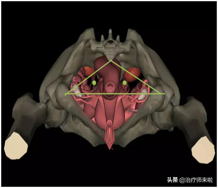 盆底功能障碍的康复——评估与治疗