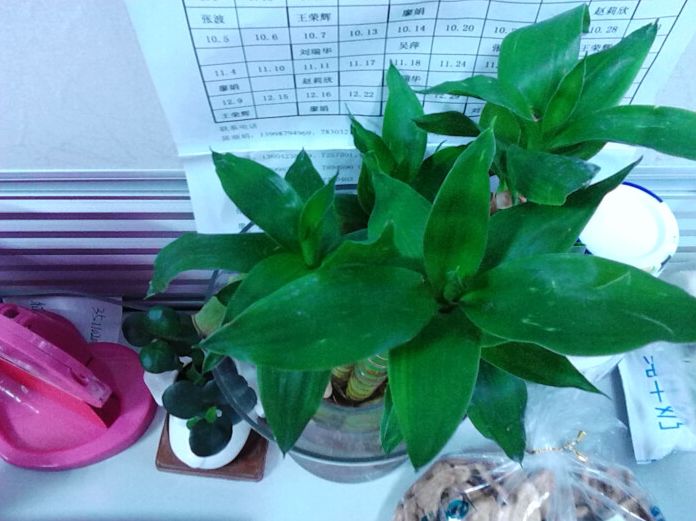 十种像文竹一样的植物,类似竹不叫竹的绿植都有什么