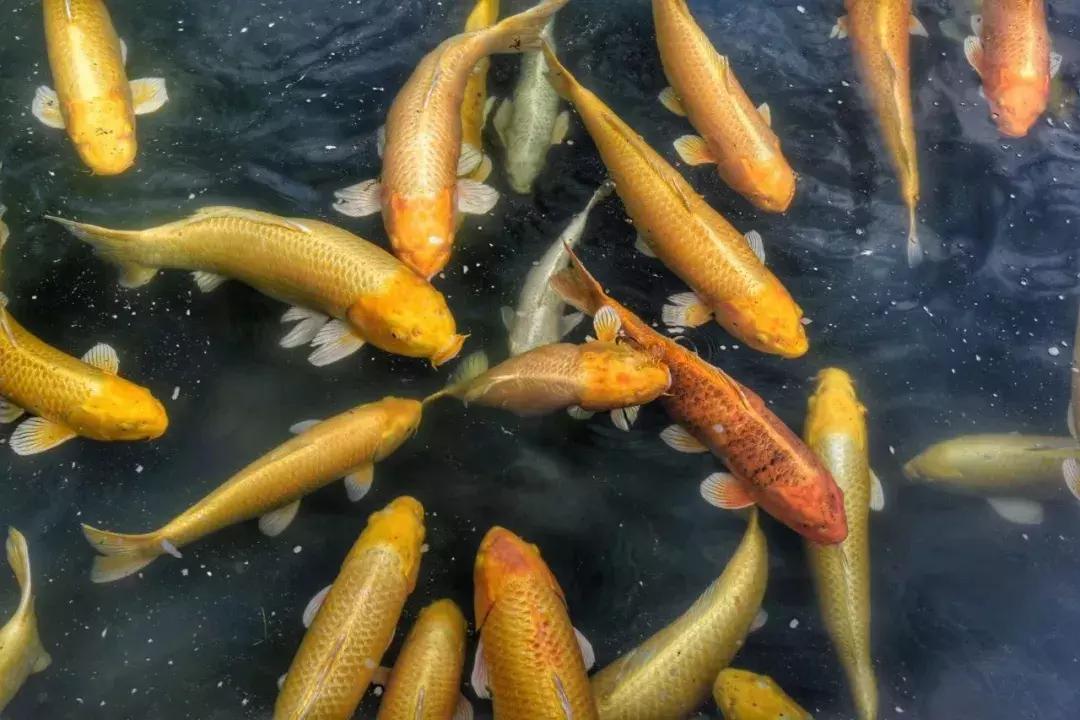 济州岛自由行详细攻略,济州岛自由行超实用攻略