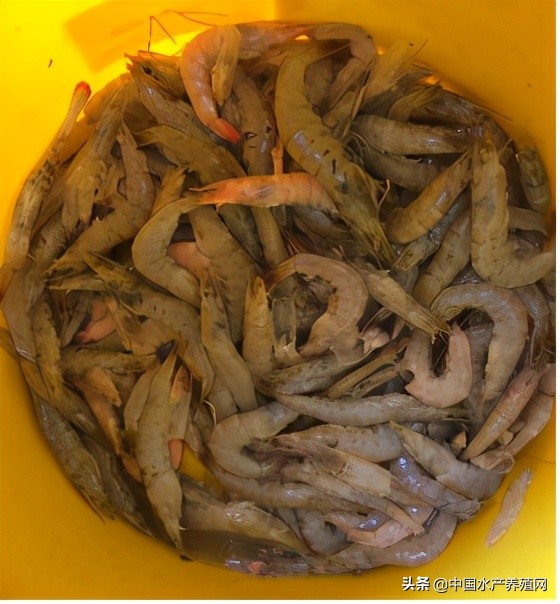 中草药制剂HCV弧菌病能防治、修复肝胰腺，广东省农业力推技术