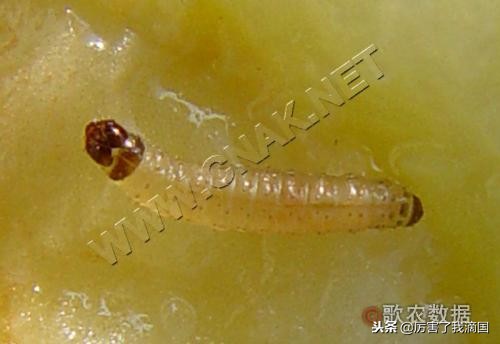 好好的苹果里面怎么烂了,苹果有虫