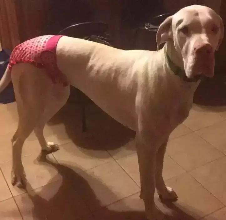 看主人是如何解决我的“生理期”