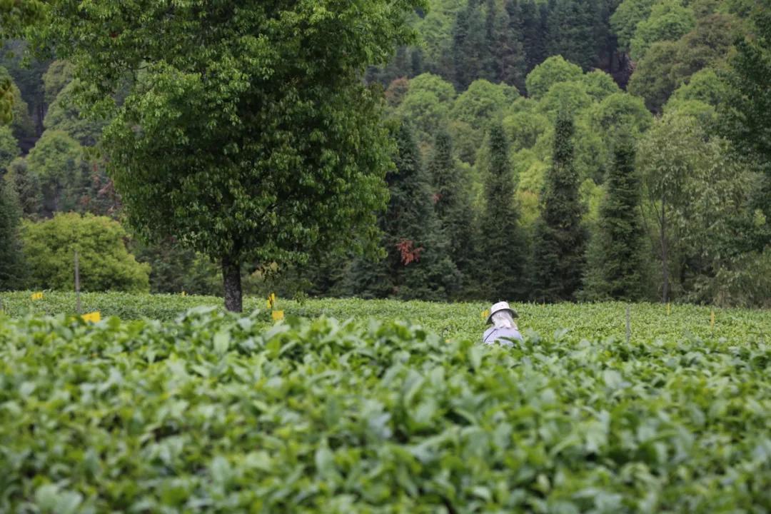「茗边聚焦七彩云南·庆沣祥系列报道之③」浅谈百山百味