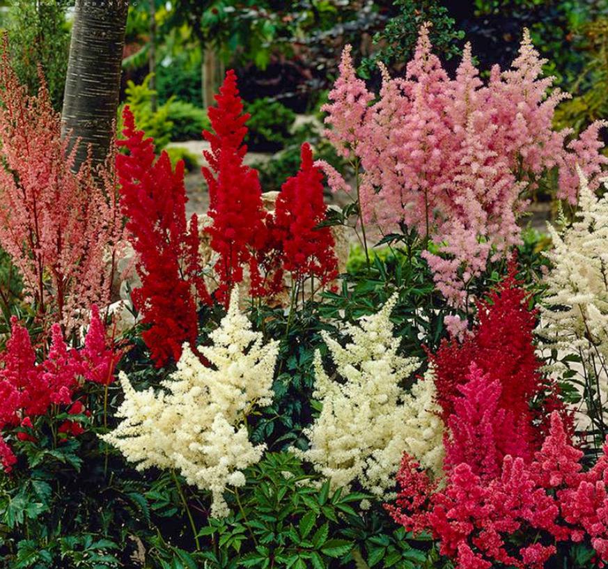 落新妇种球什么时候种,落新妇块根怎么种