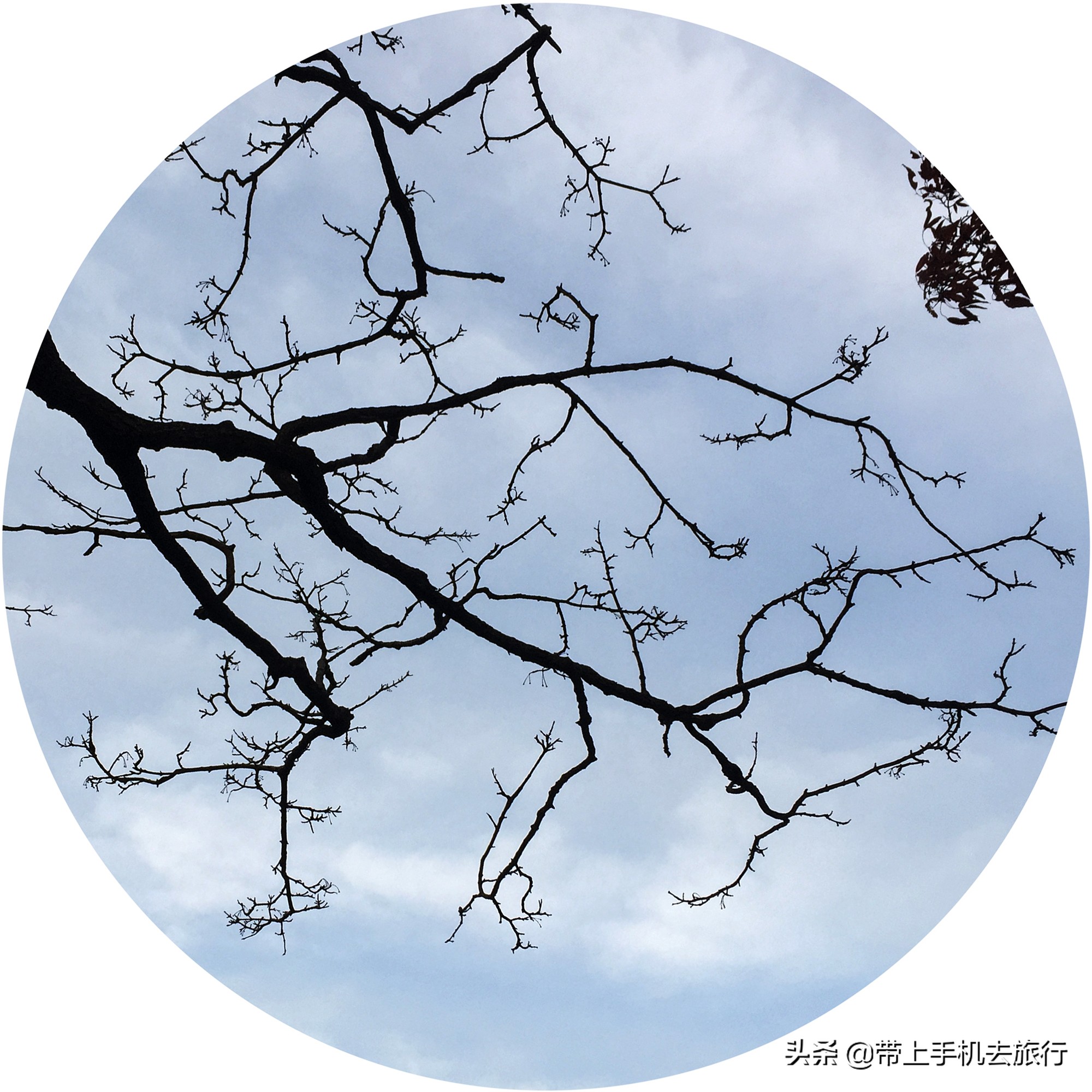 手机拍什么画面好看又清晰,如何让手机拍摄出的画面更够质感