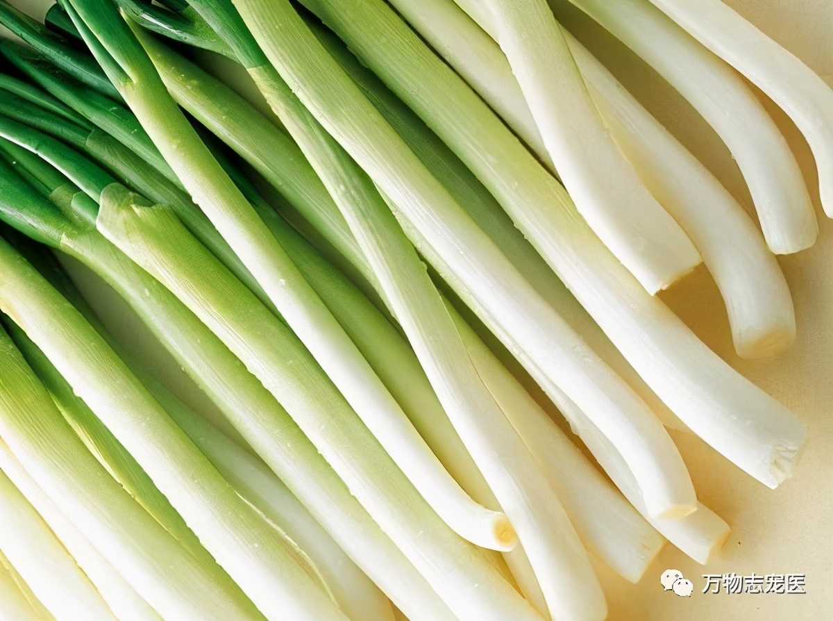 养鹦鹉注意事项和必备用品,养宠的危害