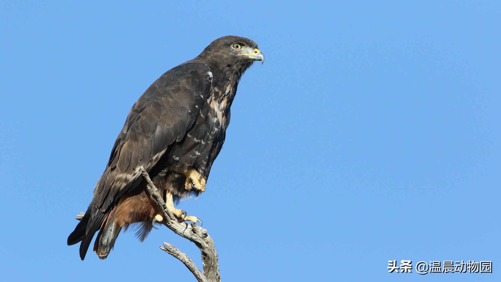 鹰死前拔羽毛视频,辟谣鹰真的会把幼鹰推下悬崖吗