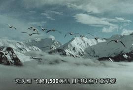 威宁草海的候鸟飞来了吗,贵州威宁草海所有候鸟照片