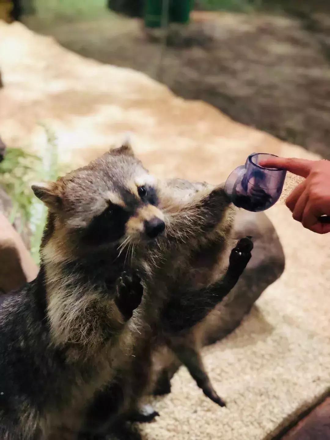 郑州奥林匹克公园萌宠乐园,郑州萌宠乐园长什么样子