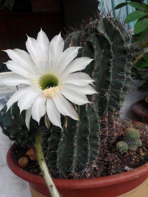 148个仙人球品种大全,100个仙人球品种