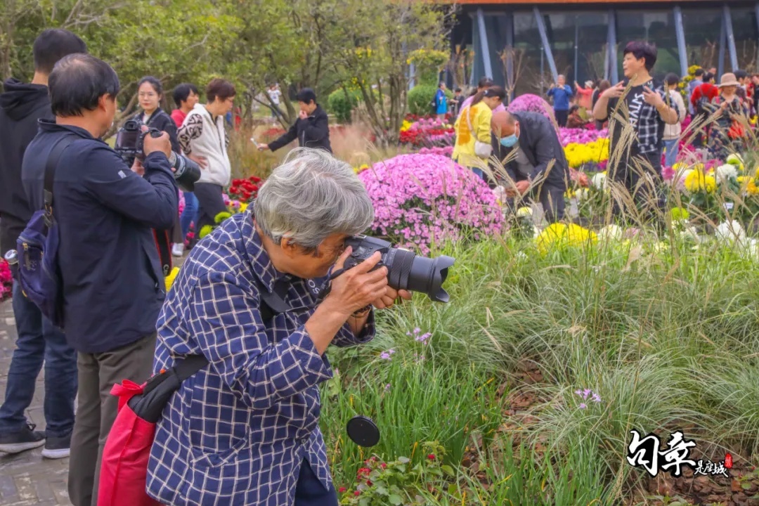 兴化千垛菊花海,广州海心沙菊花海