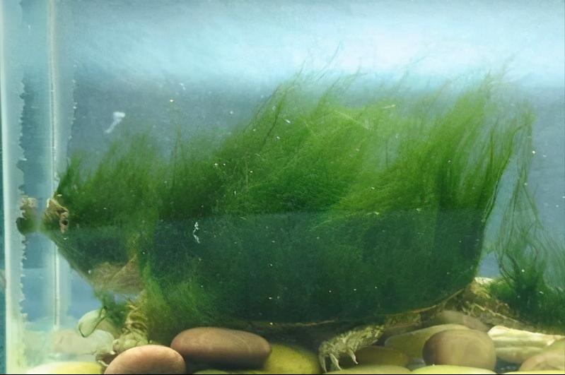 绿毛龟是蕲龟吗,绿毛龟是一种物种吗