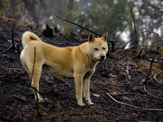 最好养的十种狗狗是哪几种,哪种狗狗最听话最好养又好养