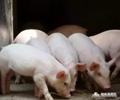 猪发烧怎么办用什么方法,猪发烧了该怎么治