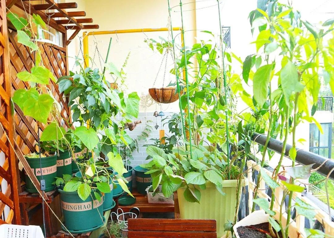 适合懒人家庭种菜100种,家里种菜这3种就够了