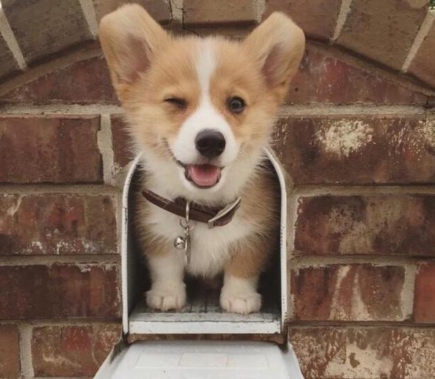 柯基吃狗粮应该主要看什么,柯基不挑食狗粮怎么喂呢