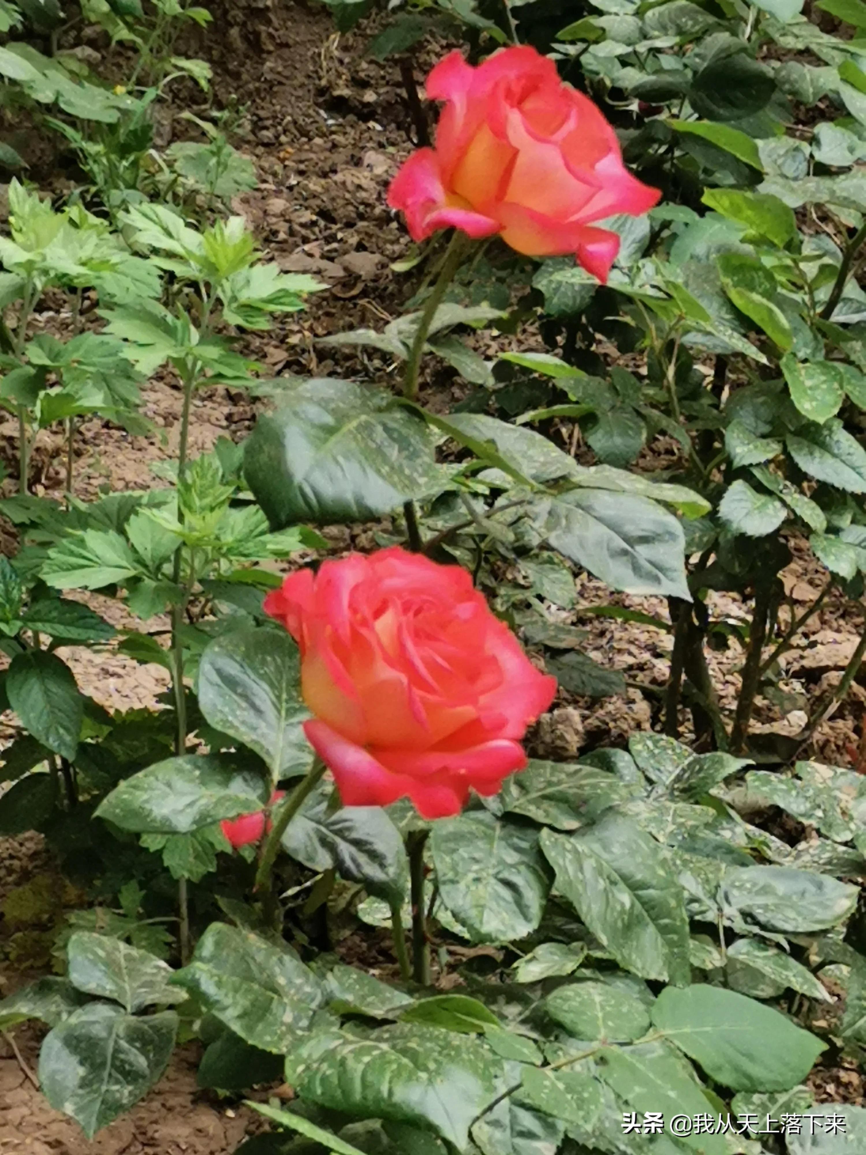 100张花朵美图,100张花图片大全