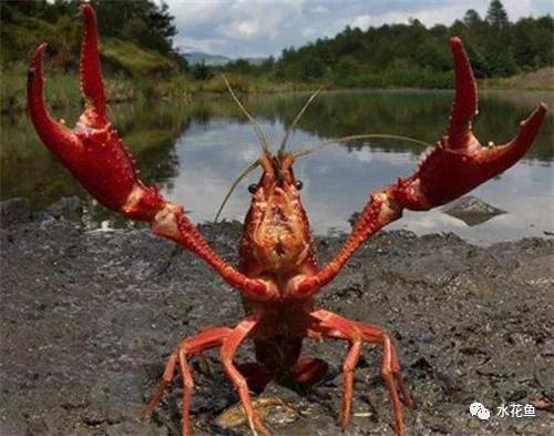 鱼苗消毒和病虫防治,水花鱼苗气泡病发病原因