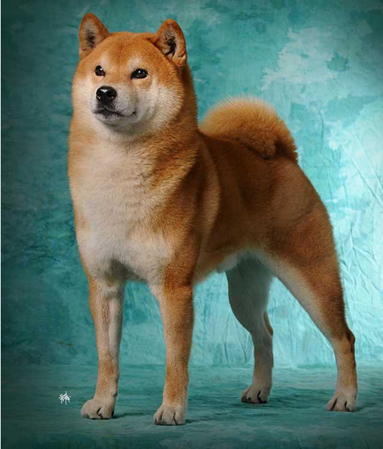 中国有什么名贵的狗,俄罗斯名贵狗价格