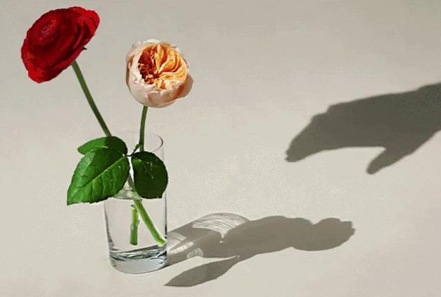 在家拍摄100个创意技巧,在家拍摄100个创意摄影方案