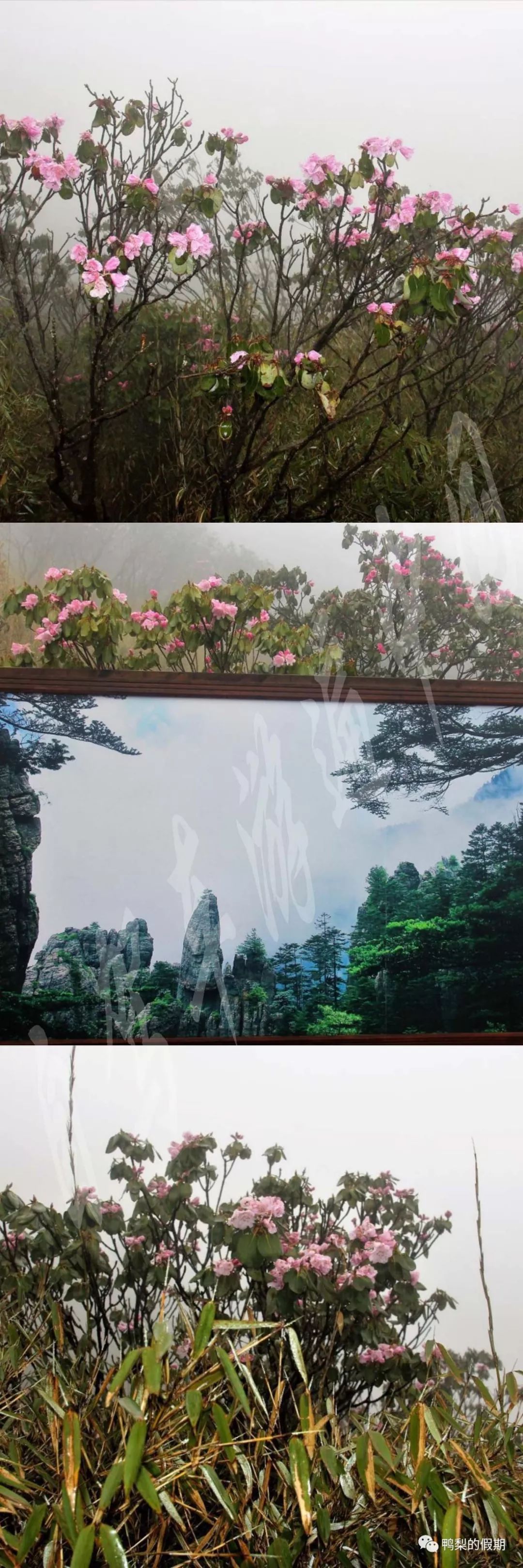 自驾车游遍中国之（一）——世界那么大，我想去神农架