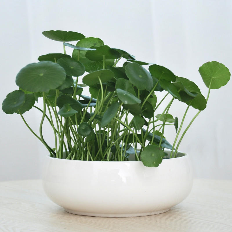 铜钱草是不是养得越好财运越旺,叶片圆圆的绿植