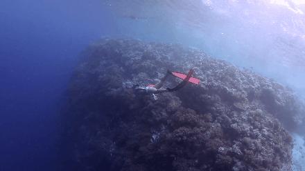 帕劳岛自由行潜水,帕劳水母湖自由潜视频