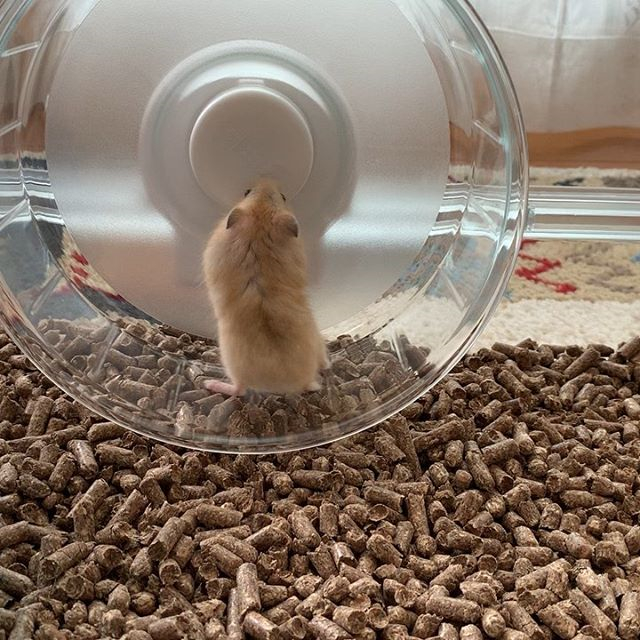 仓鼠渴了喝凉水吗,仓鼠渴了还会口水浴吗