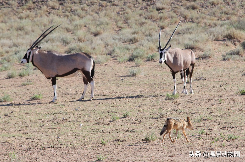 辟谣:黑背胡狼在非洲很受宠?大型食肉动物不爱理它有这三个原因