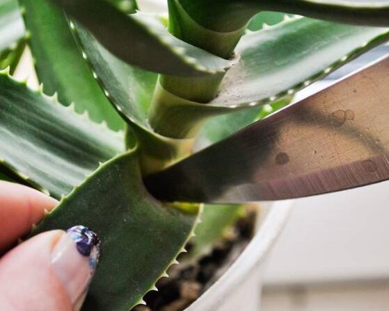 芦荟怎么修剪好看,芦荟怎么修剪啊