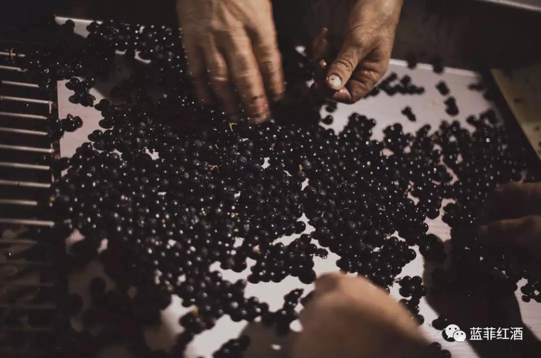 法国干红葡萄酒酿造过程,葡萄酒酿造过程
