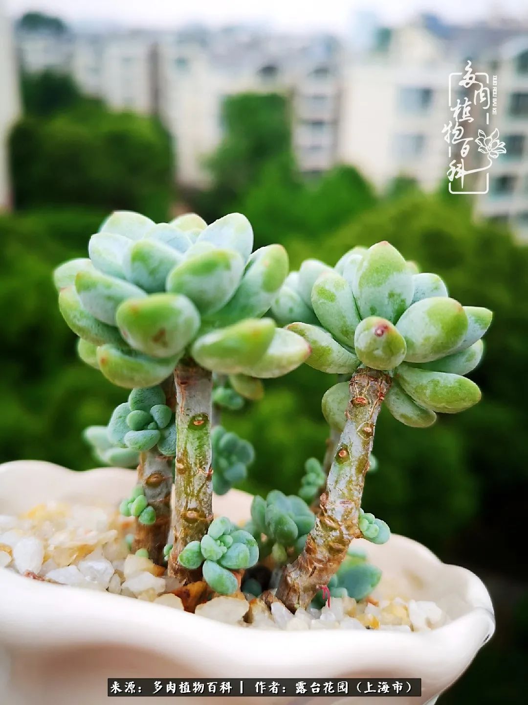 这6种多肉又粉又可爱萌翻少女心,粉粉萌萌的多肉有哪些