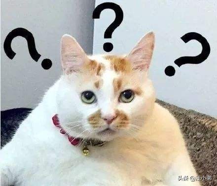 养宠物时出差怎么办,经常出差宠物怎么带