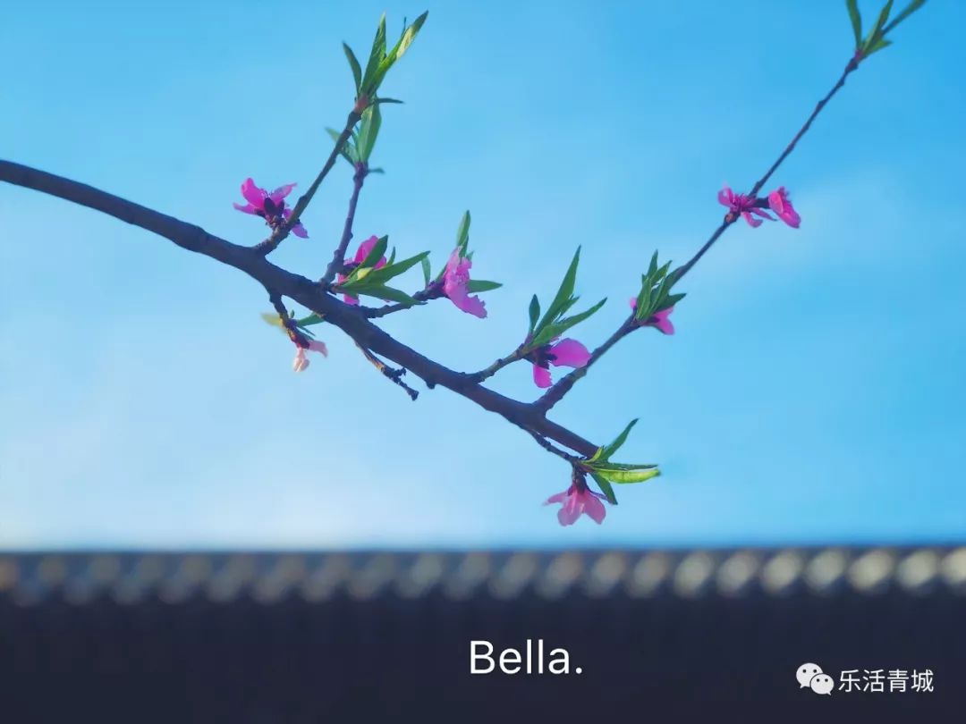 贝拉专访合集,贝拉专访完整版