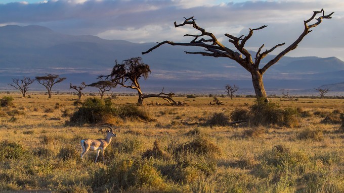 旅行攻略·肯尼亚：跟随《狮子王》震撼你的视觉，哈库拉，玛塔塔